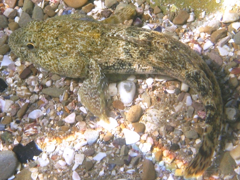 Gobius cobitis